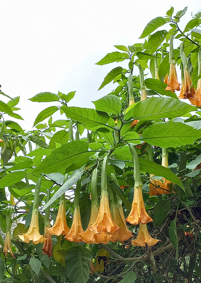 Brugmansia suaveolens discount