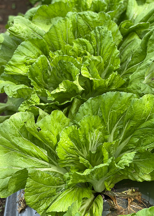 Brassica juncea