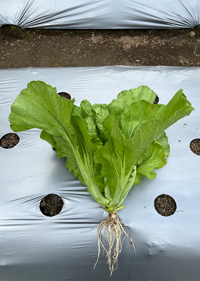 Brassica juncea