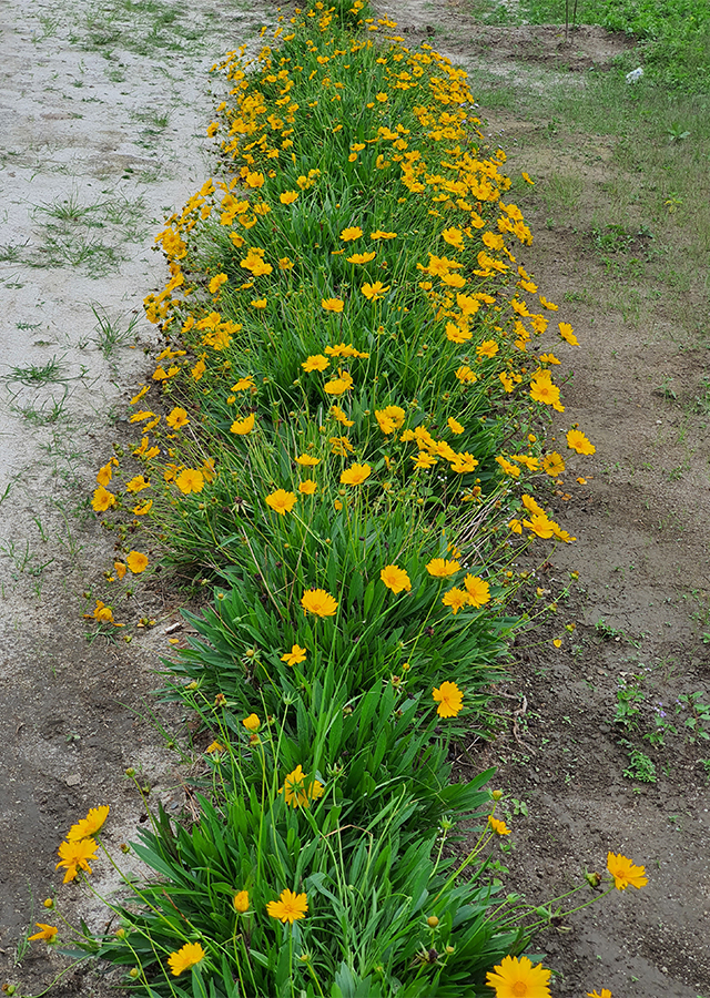 Coreopsis lanceolata