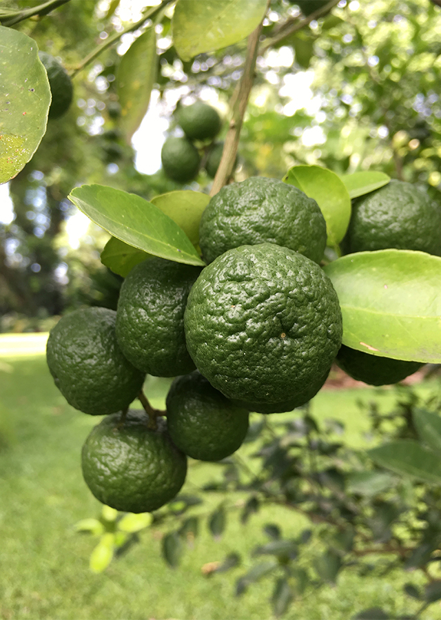 Citrus amblycarpa
