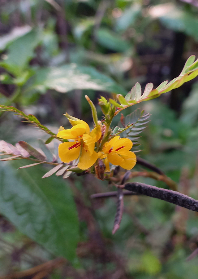 Chamaecrista fasciculata