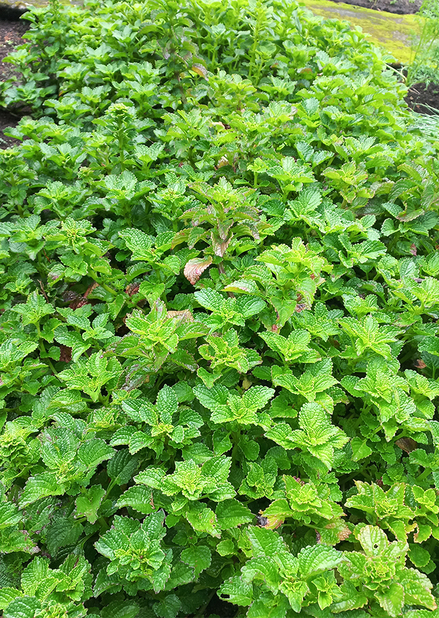 Coleus rotundifolius