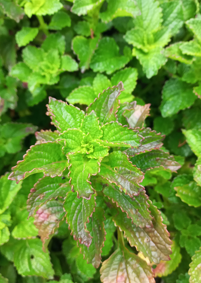 Coleus rotundifolius