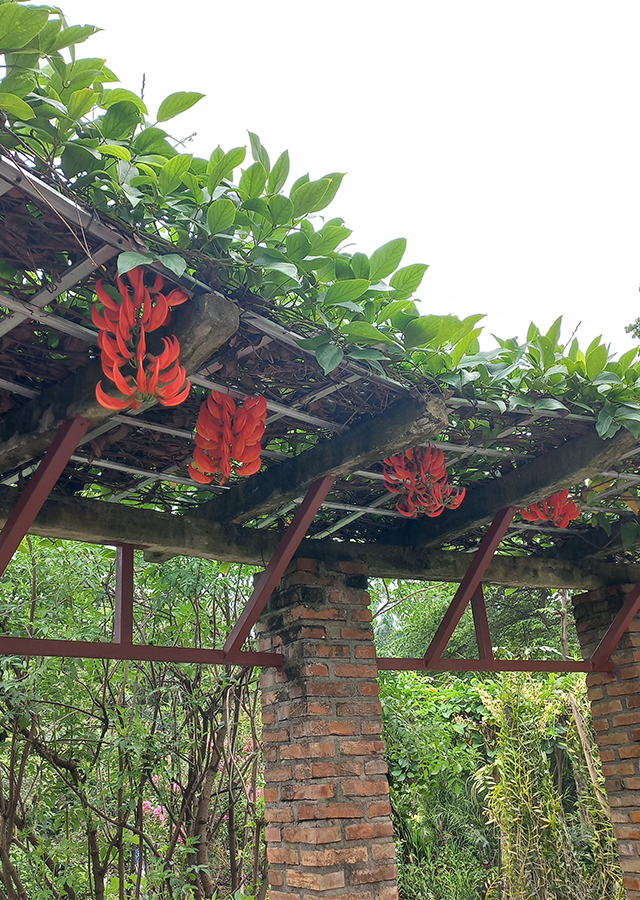 Mucuna