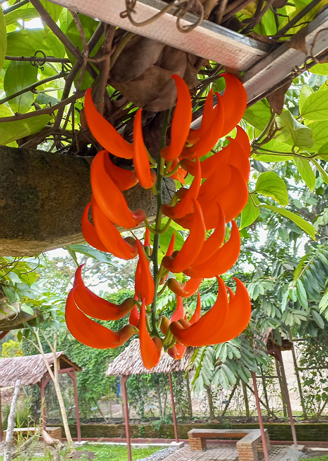 Mucuna