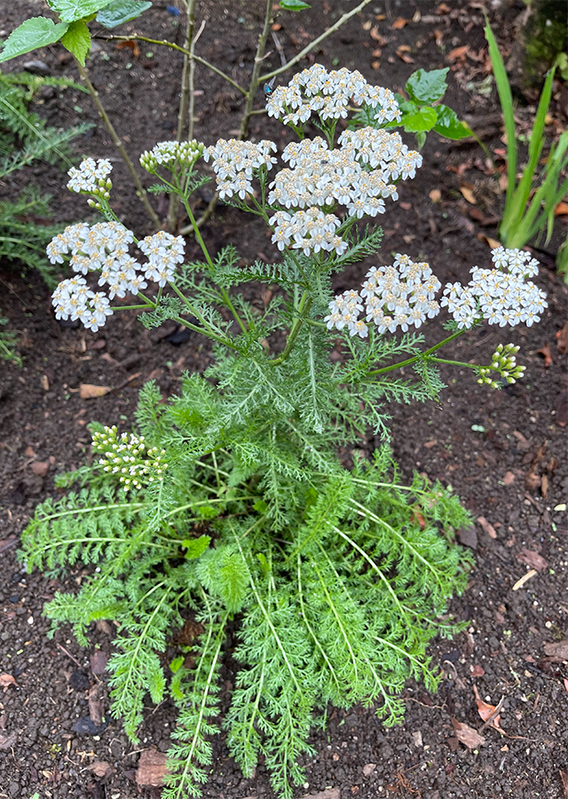Achillea millefolium