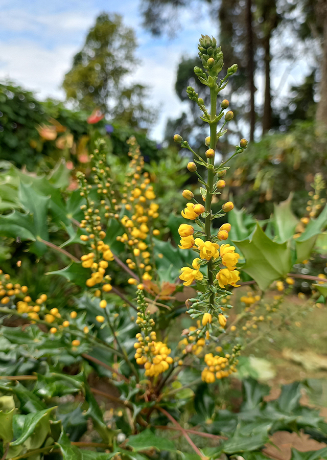 Berberis bealei