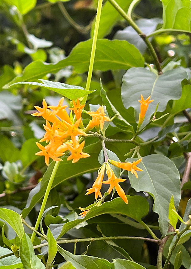 Cestrum aurantiacum