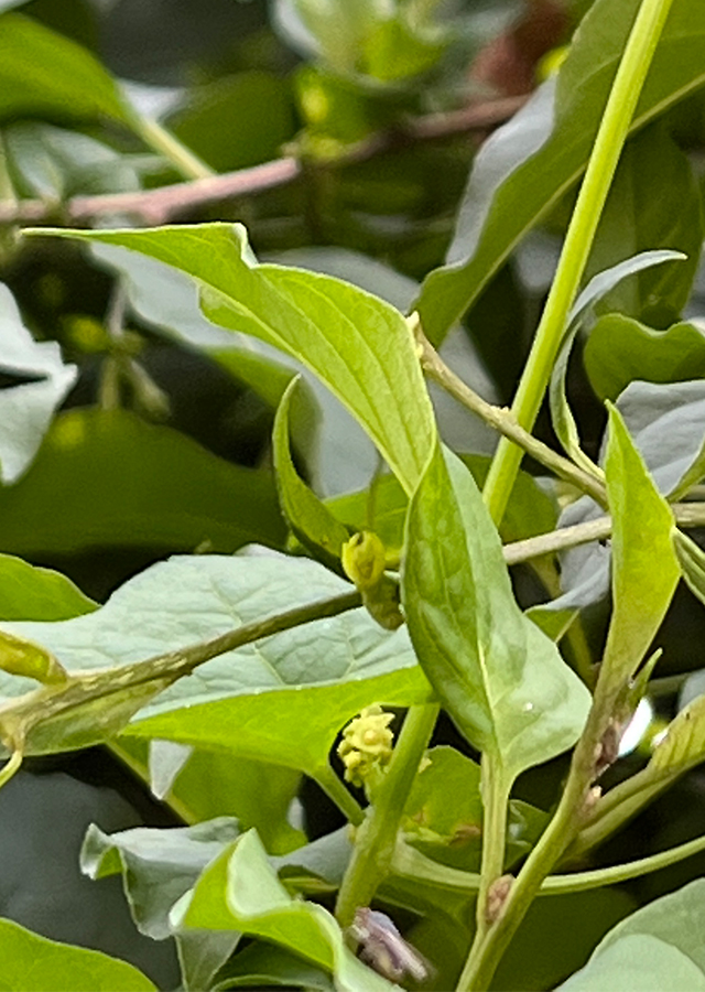 Cestrum aurantiacum
