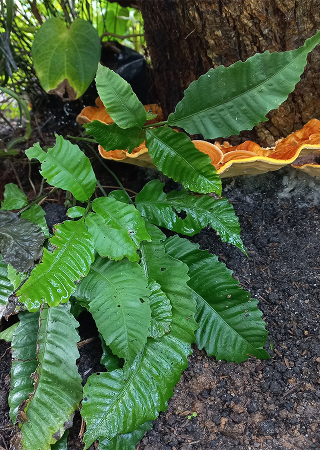 Thelypteris triphylla