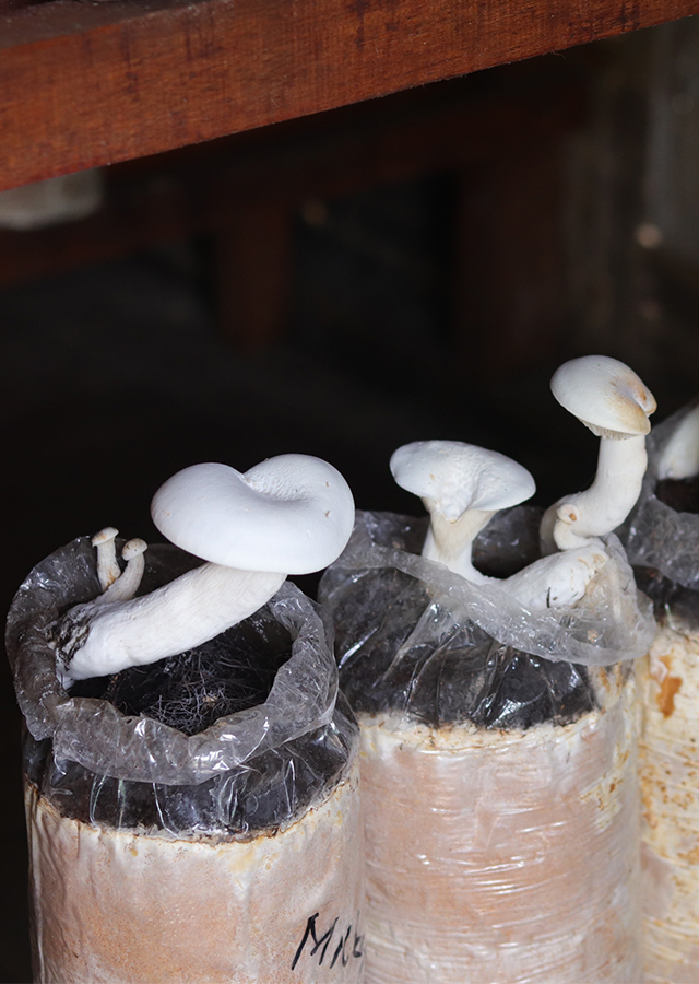 Calocybe indica