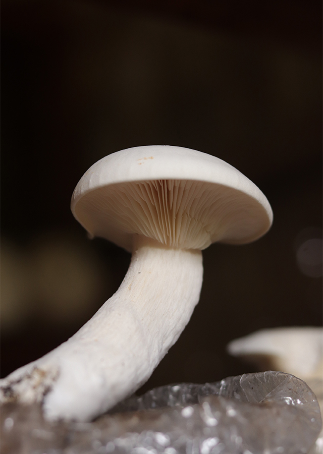 Calocybe indica