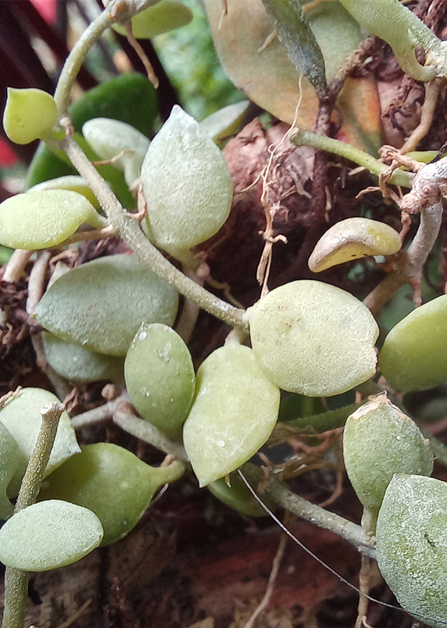 Dischidia nummularia